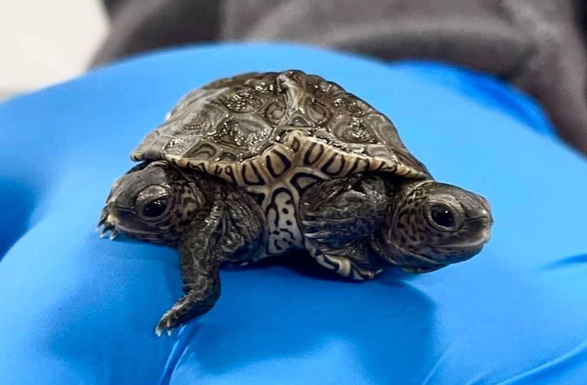 Двуглавая черепаха удивляет ученых: фото редкого создания