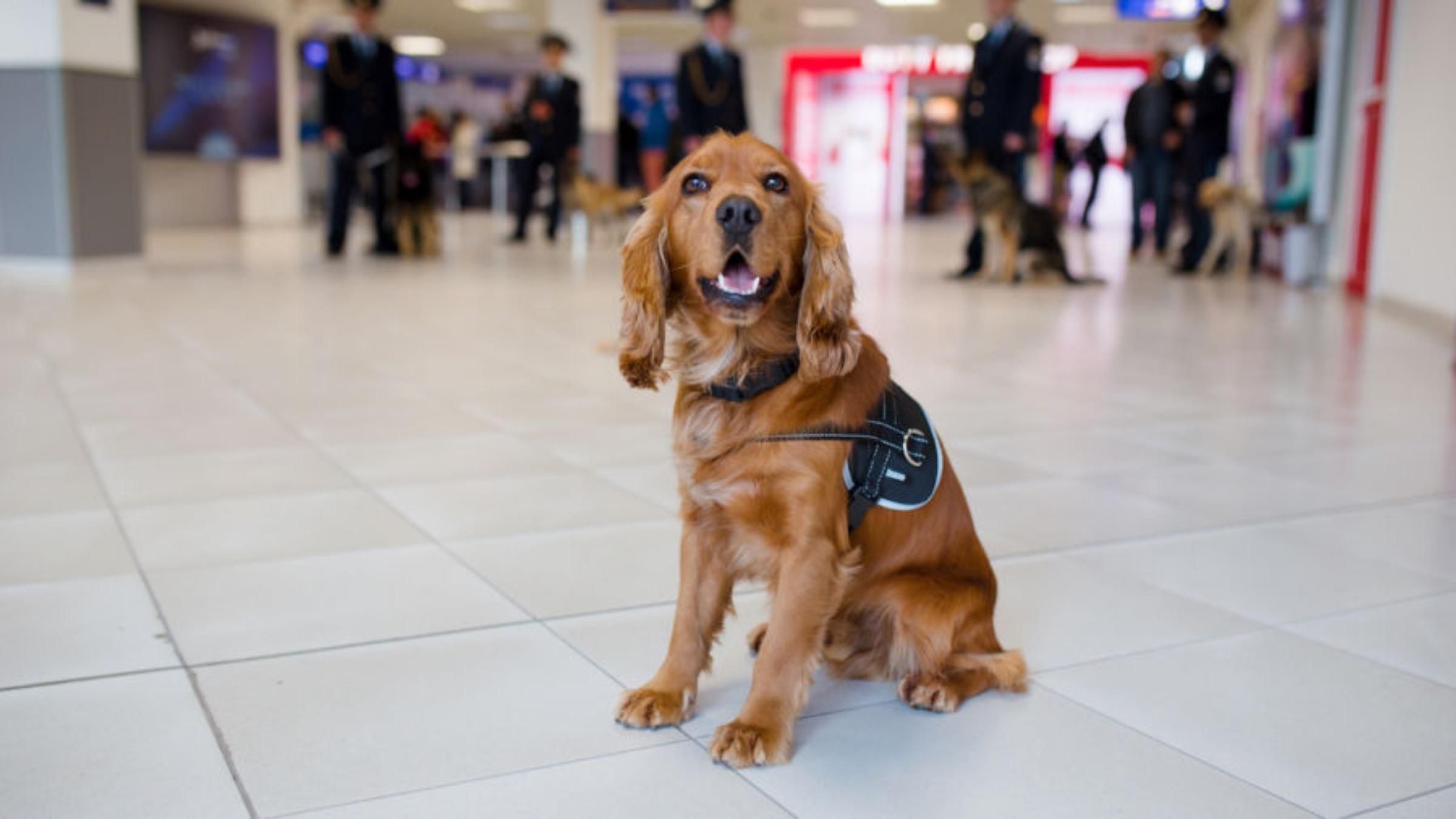 В Україні хотіли навчити собак шукати ковідних пасажирів в аеропортах - Україна новини - Pets