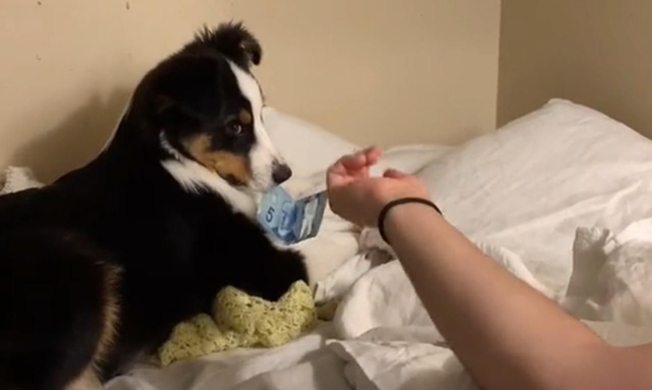 Собачке дали 5 долларов, чтобы она перестала лаять, но что-то пошло не так - Pets Собачке дали 5 долларов, чтобы она перестала лаять, но что-то пошло не так - Pets