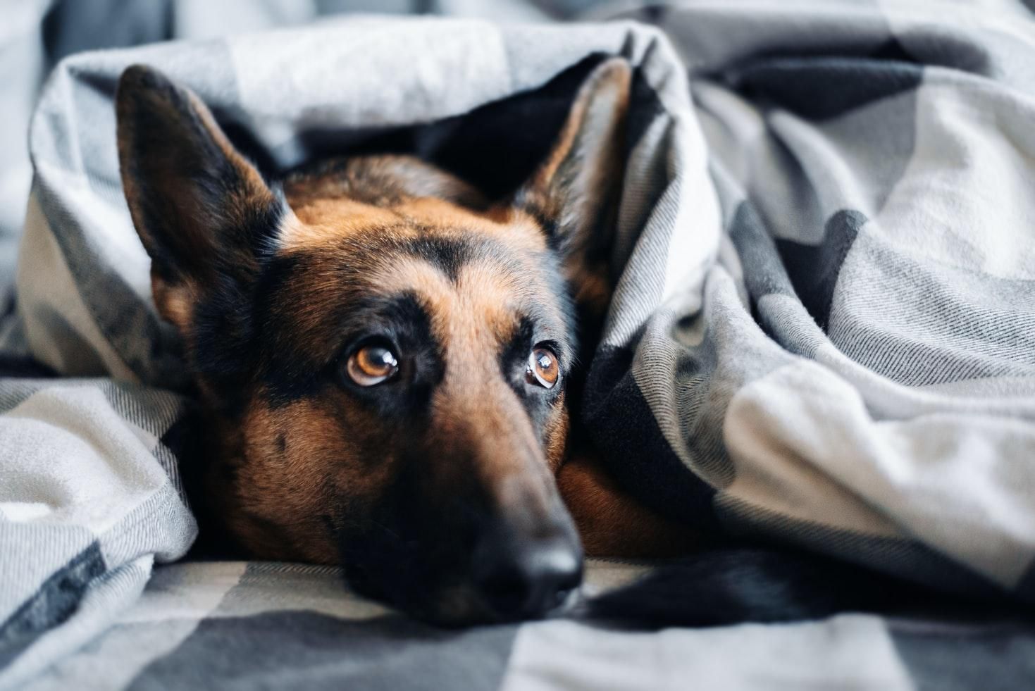 Скучают ли собаки, когда остаются одни дома: интересное объяснение - Pets