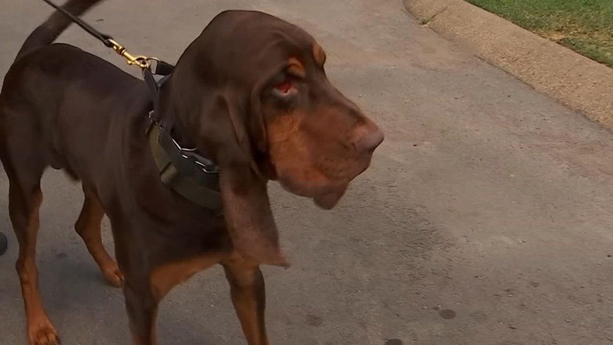 Взял след к месту укрытия: пес смог разыскать похищенную девочку - Pets