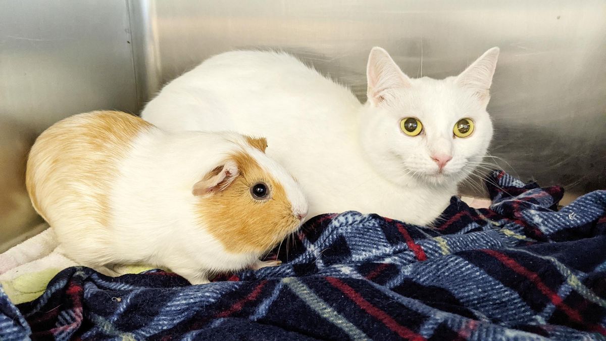 Друзі навік: покинуті морська свинка й кіт шукають новий дім разом – наймиліші фото та відео - Pets