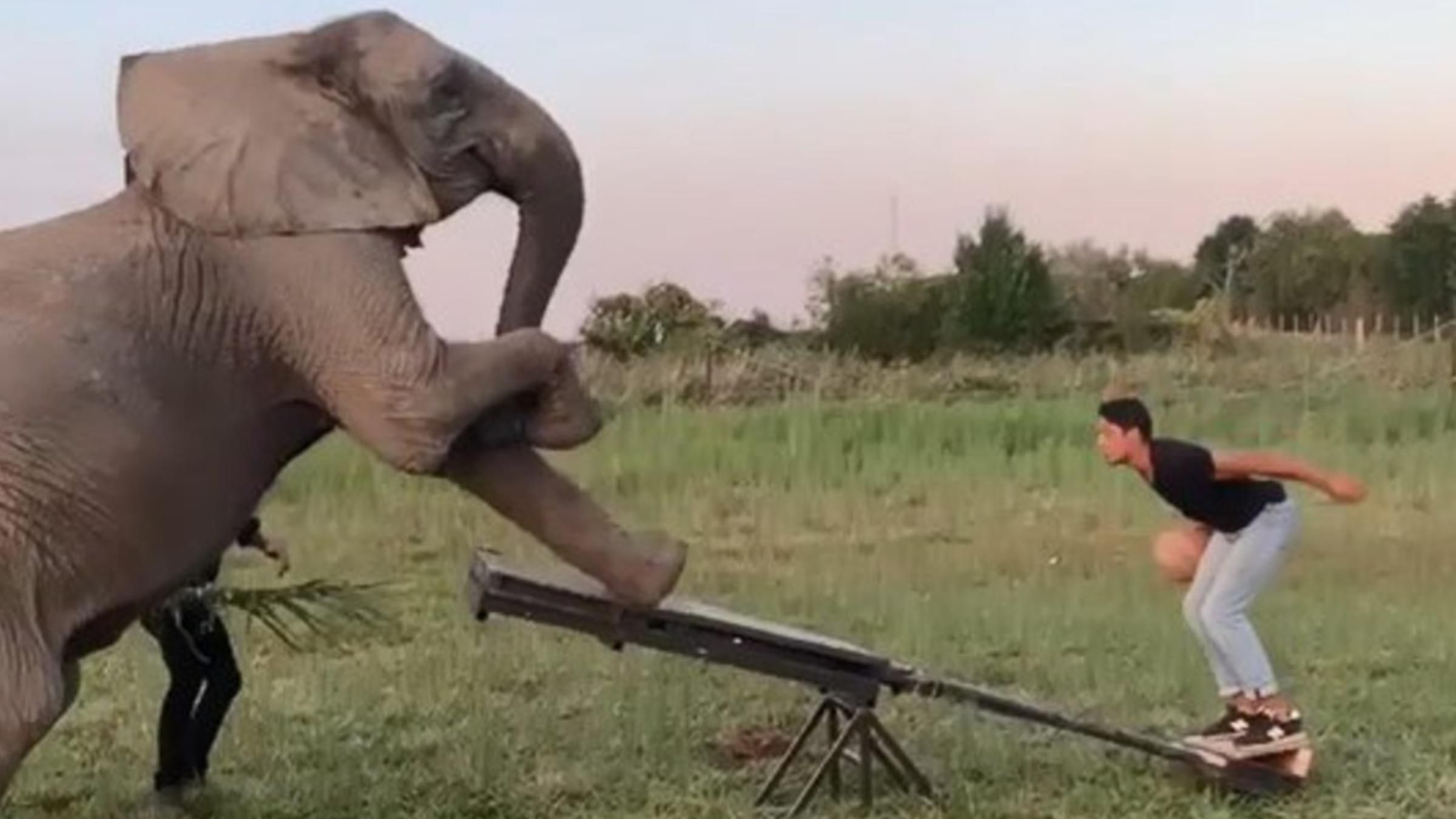 Дивовижні баскетбольні трюки зі слоном: блогер зняв кумедне відео - Pets