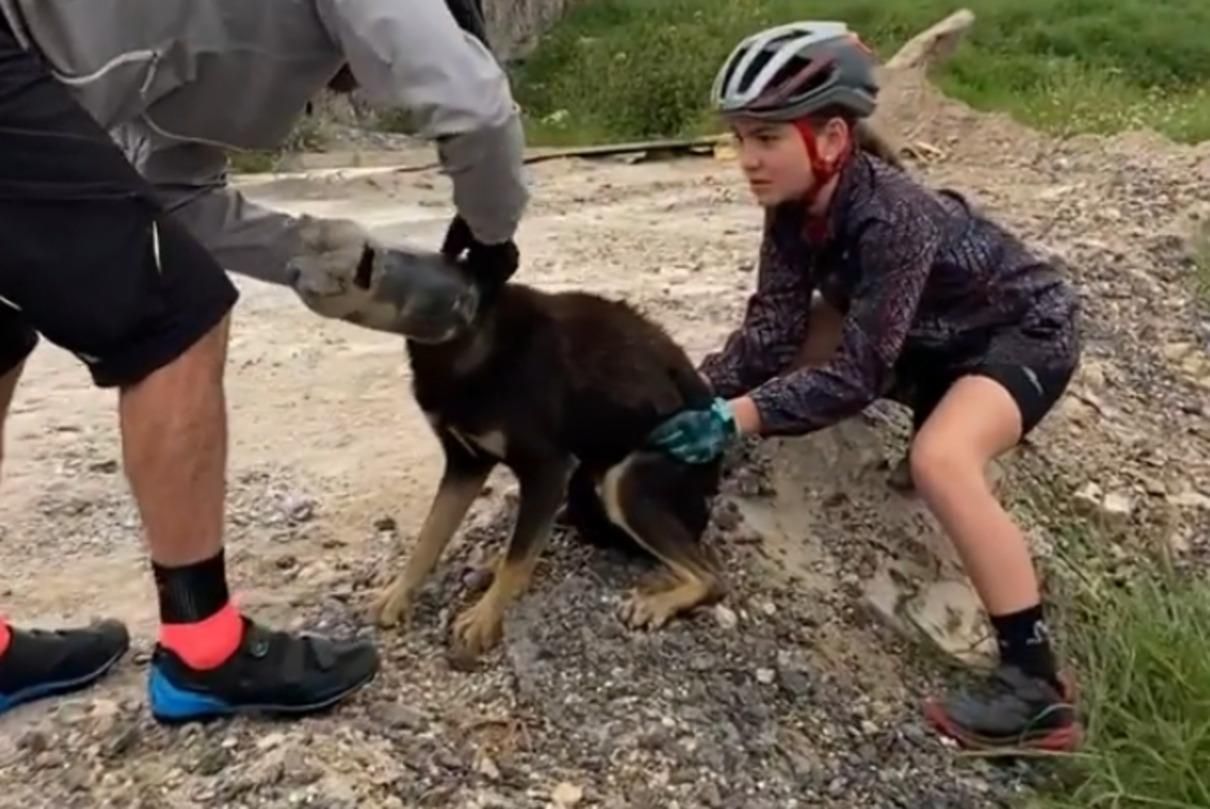 Песик застряг головою у пляшці: радісне відео порятунку - Pets Песик застряг головою у пляшці: радісне відео порятунку - Pets