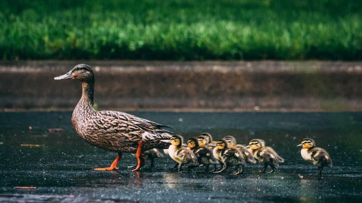 Самое милое соединение семьи: парень спас утенка, который отстал от стаи -  Pets