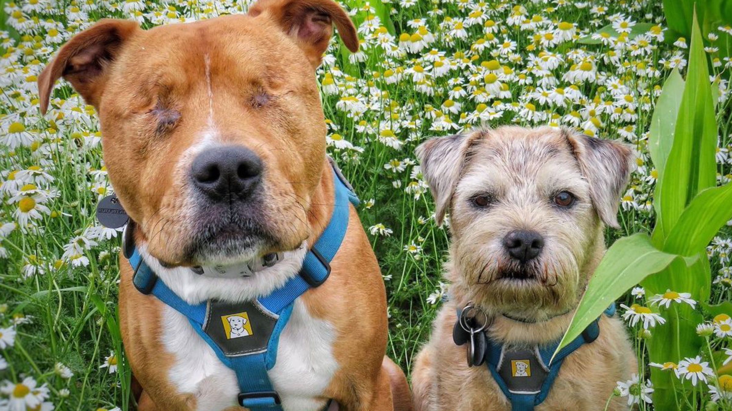 Носит миску с водой и заботится: пес стал поводырем для четвероногого, который потерял глаза - Pets Носит миску с водой и заботится: пес стал поводырем для четвероногого, который потерял глаза - Pets