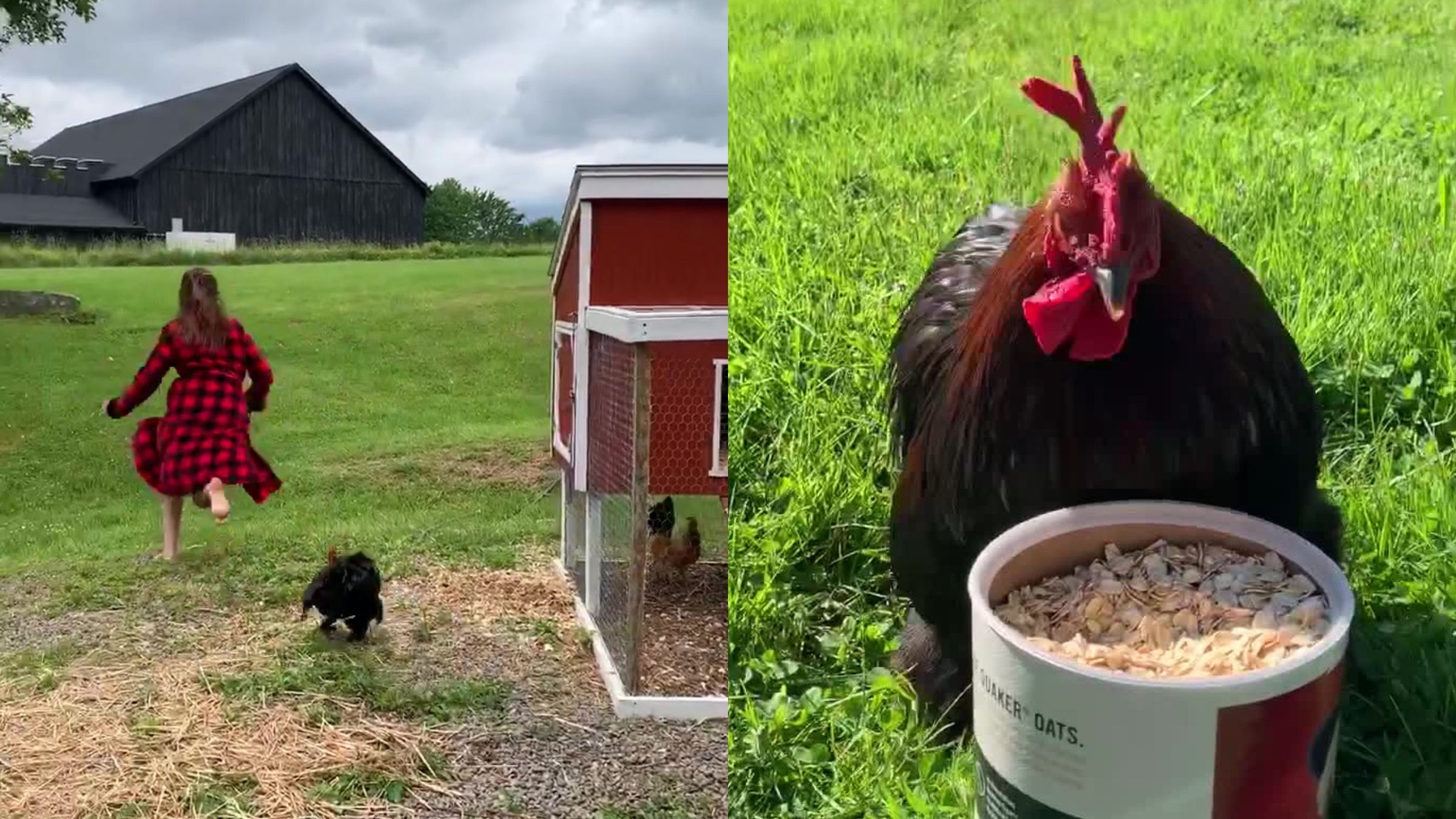 Личный тренер для бега: петух каждое утро гонится за девушкой – смешное видео - Pets Личный тренер для бега: петух каждое утро гонится за девушкой – смешное видео - Pets