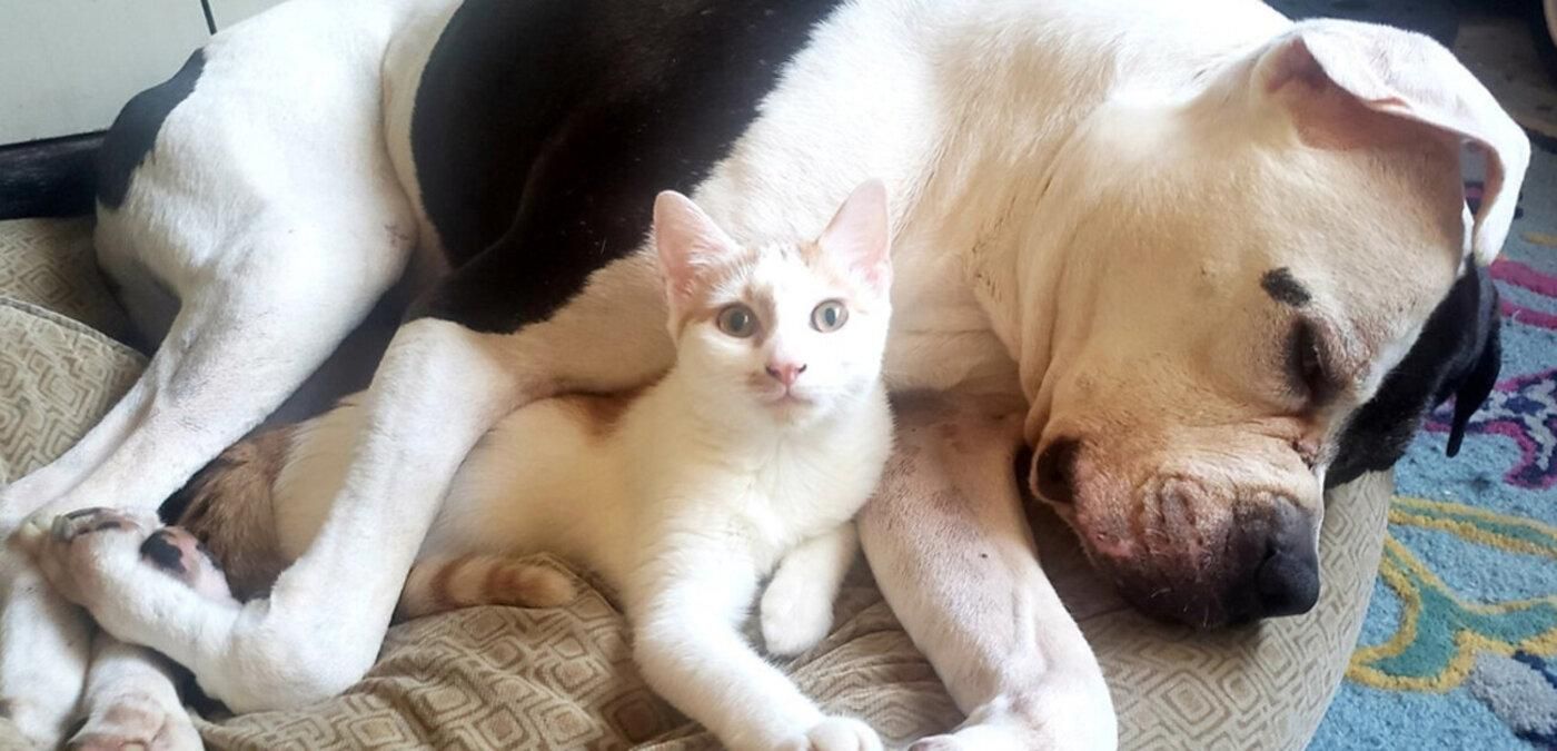 Целебный кот: как пушистик спасает грозного питбуля от страха и тревоги - Pets Целебный кот: как пушистик спасает грозного питбуля от страха и тревоги - Pets