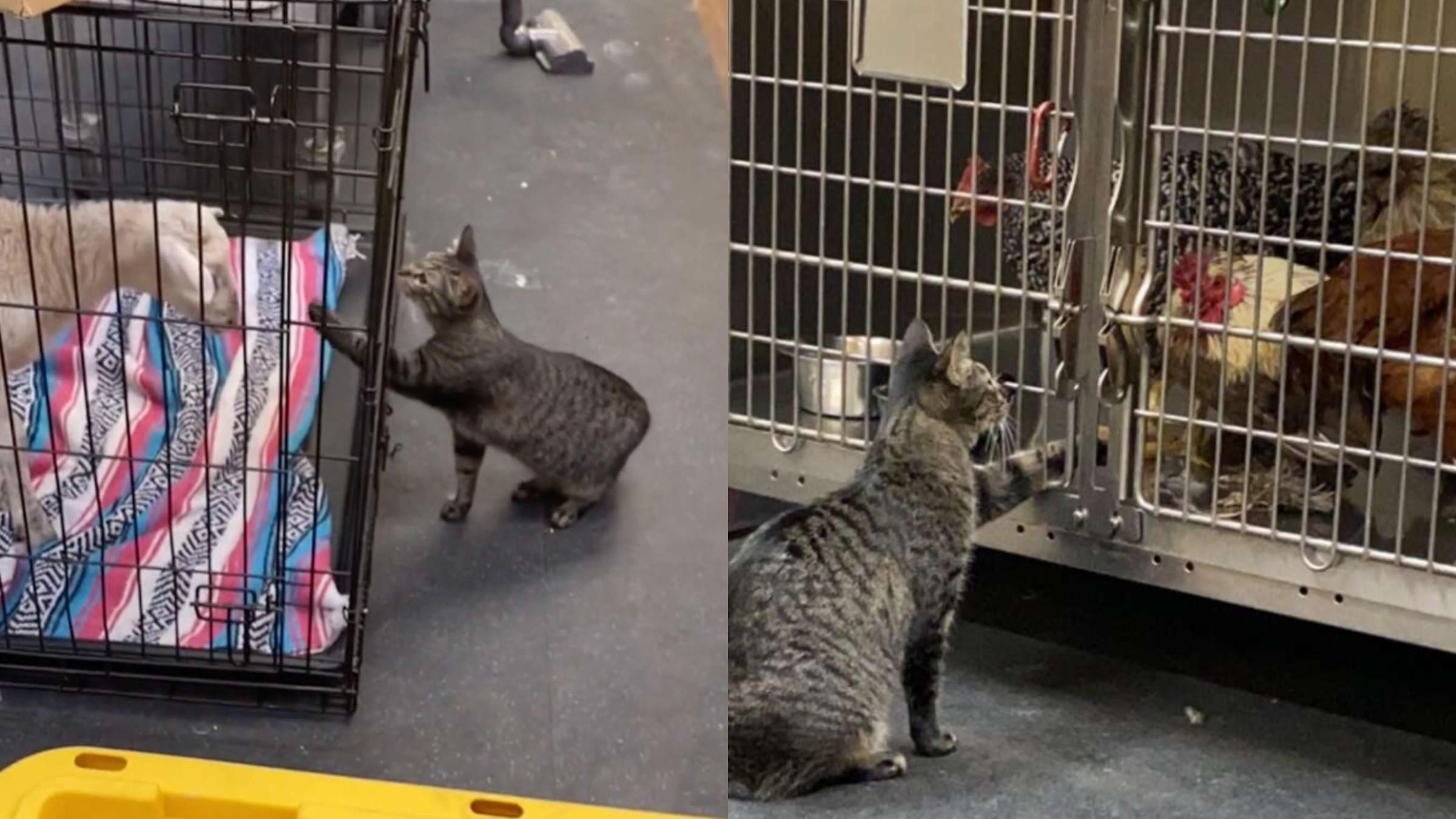 Кошка работает в ветеринарной клинике: какие обязанности у четырехлапой - Pets Кошка работает в ветеринарной клинике: какие обязанности у четырехлапой - Pets