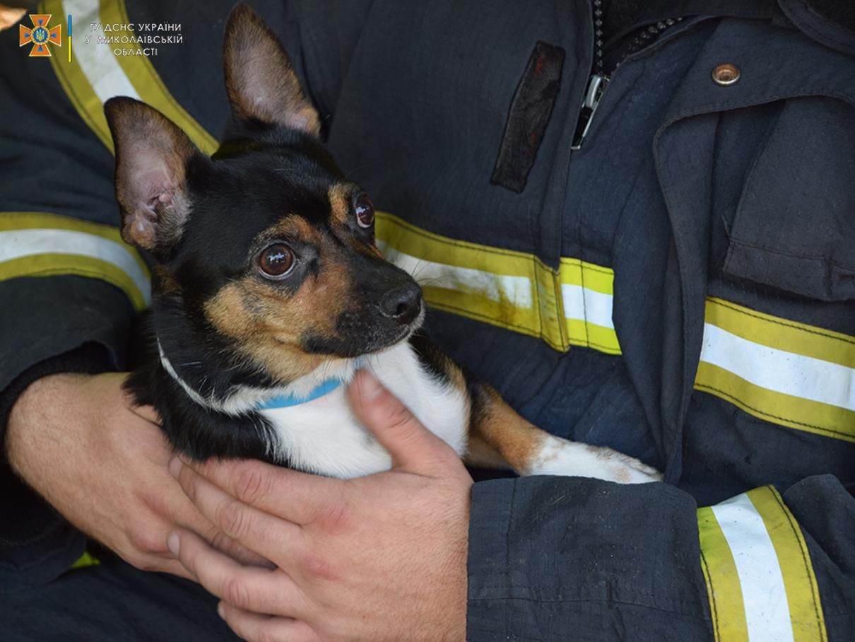 Надихався димом: пожежники врятували песика з охопленої вогнем квартири - Pets