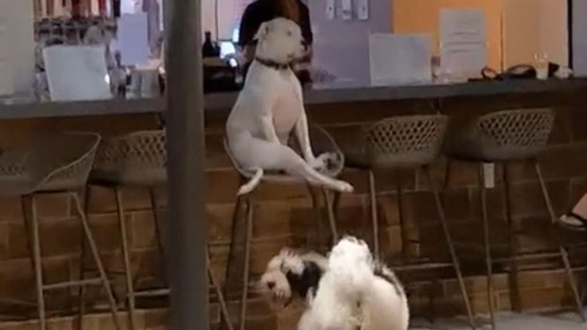Собака-інтровертка любить загадково сидіти на стільчику, поки інші граються: вірусне відео - Pets