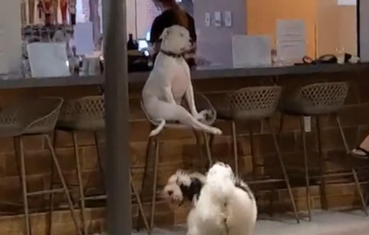 Собака-інтровертка любить загадково сидіти на стільчику, поки інші граються: вірусне відео - Pets Собака-інтровертка любить загадково сидіти на стільчику, поки інші граються: вірусне відео - Pets