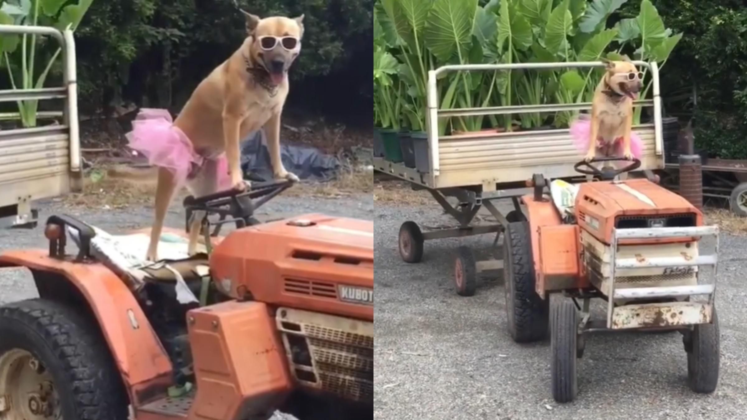 В окулярах та спідниці-пачці: собака навчилася їздити на тракторі – курйозне відео - Pets
