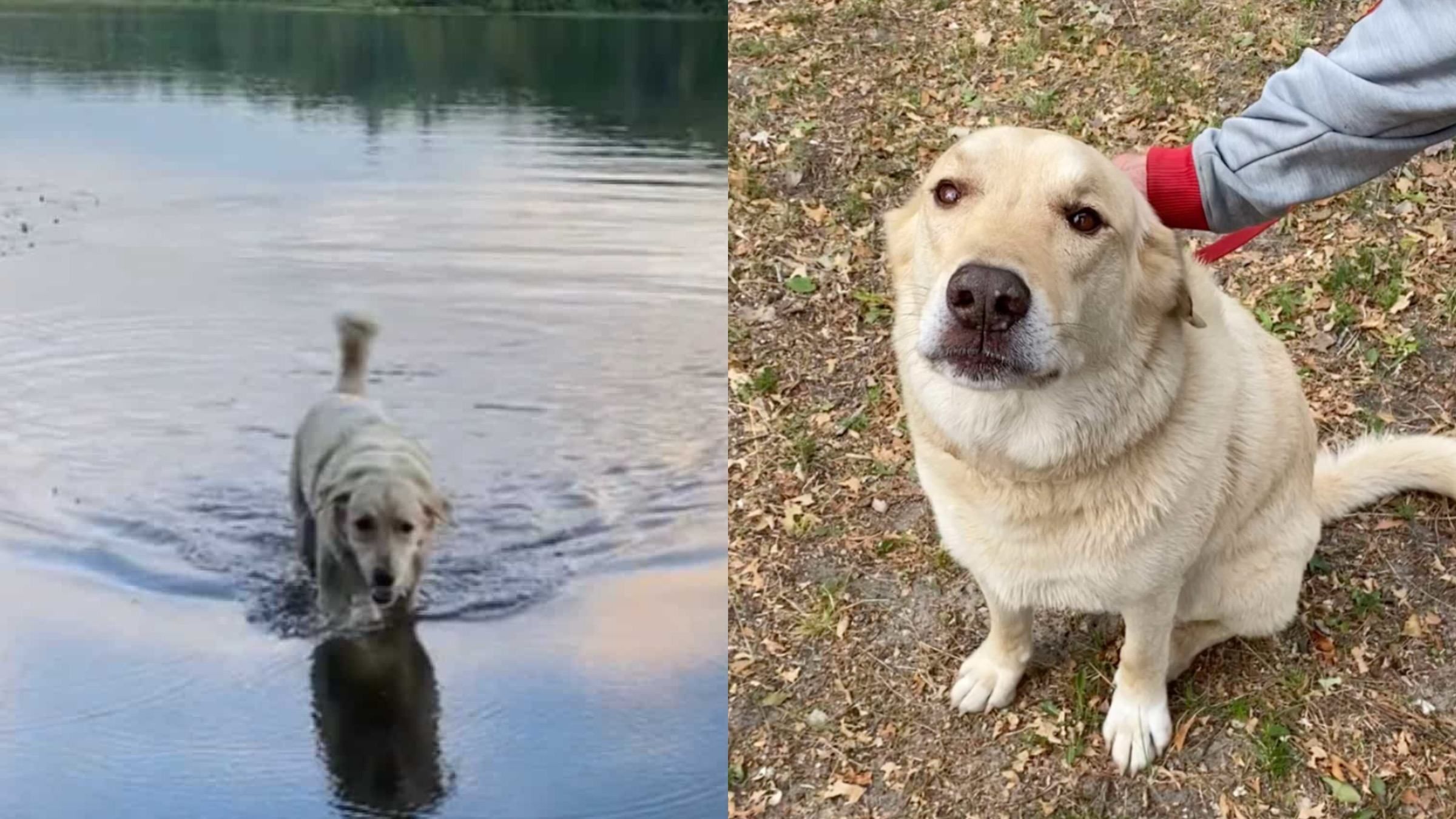 Пес постійно тікає від господарів та перепливає озеро: що чотирилапий шукає на іншому березі - Pets Пес постійно тікає від господарів та перепливає озеро: що чотирилапий шукає на іншому березі - Pets
