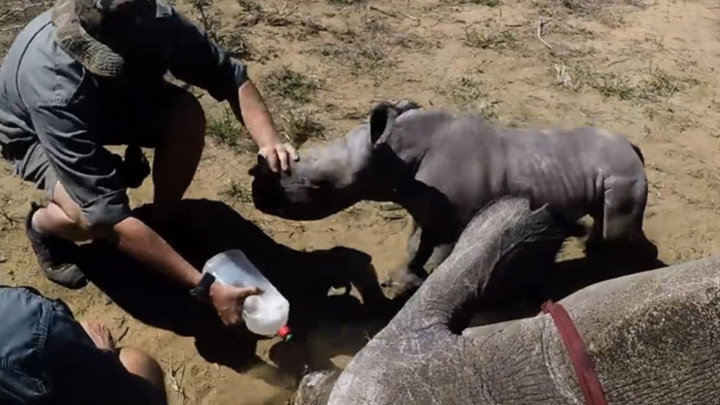 Маленький носорог "атаковал" и защищал маму от ветеринаров: трогательное видео - Pets