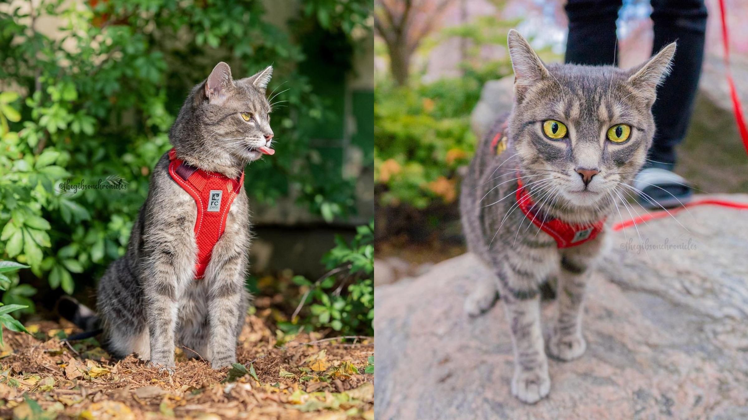 Ездит автобусами и изучает Торонто: как кот путешествует вместе с хозяйкой – яркие фото - Pets