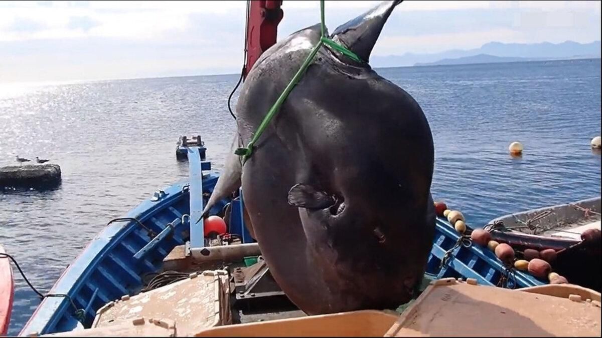 Рекордний вилов: велетенську рибу-місяць упіймали біля берегів Іспанії – вражаюче відео - Pets