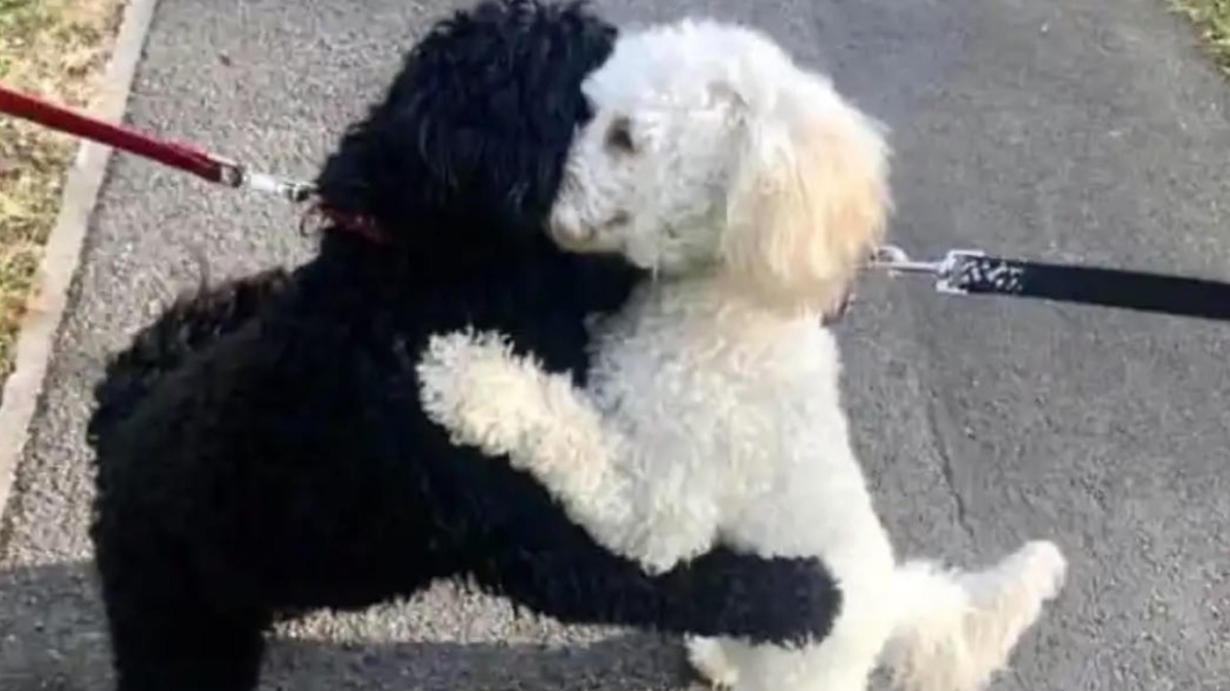 Разлученные в детстве щенки узнали друг друга после года разлуки: трогательное фото - Pets