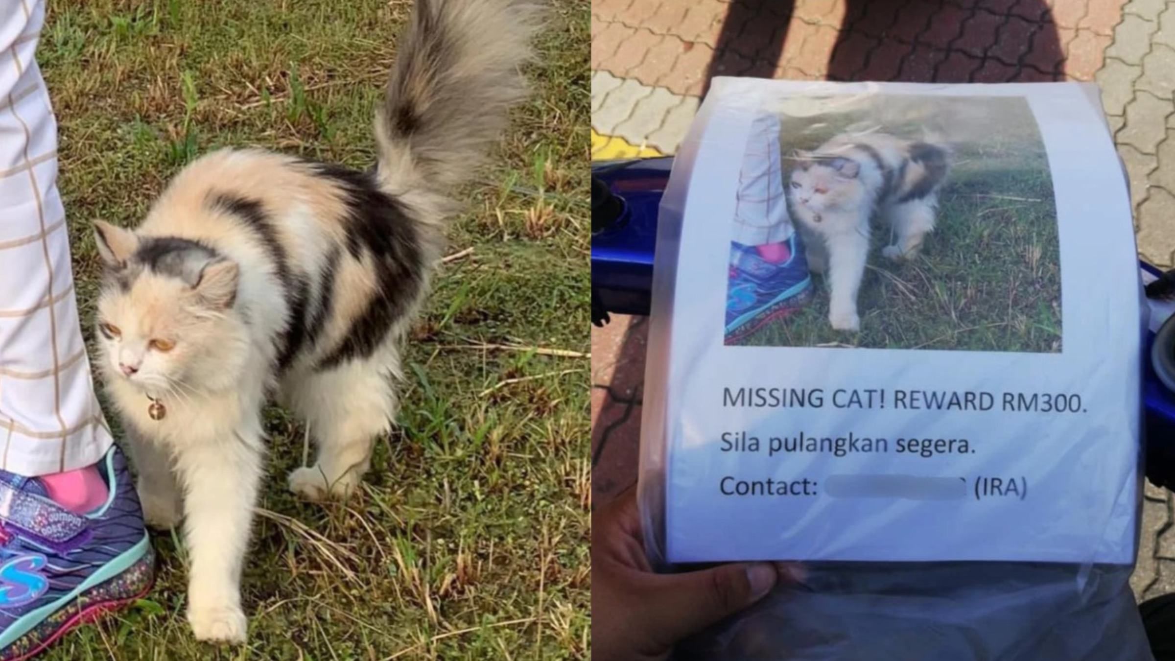 Бачив тільки фото в оголошенні: як собака допомогла знайти загубленого кота - Pets