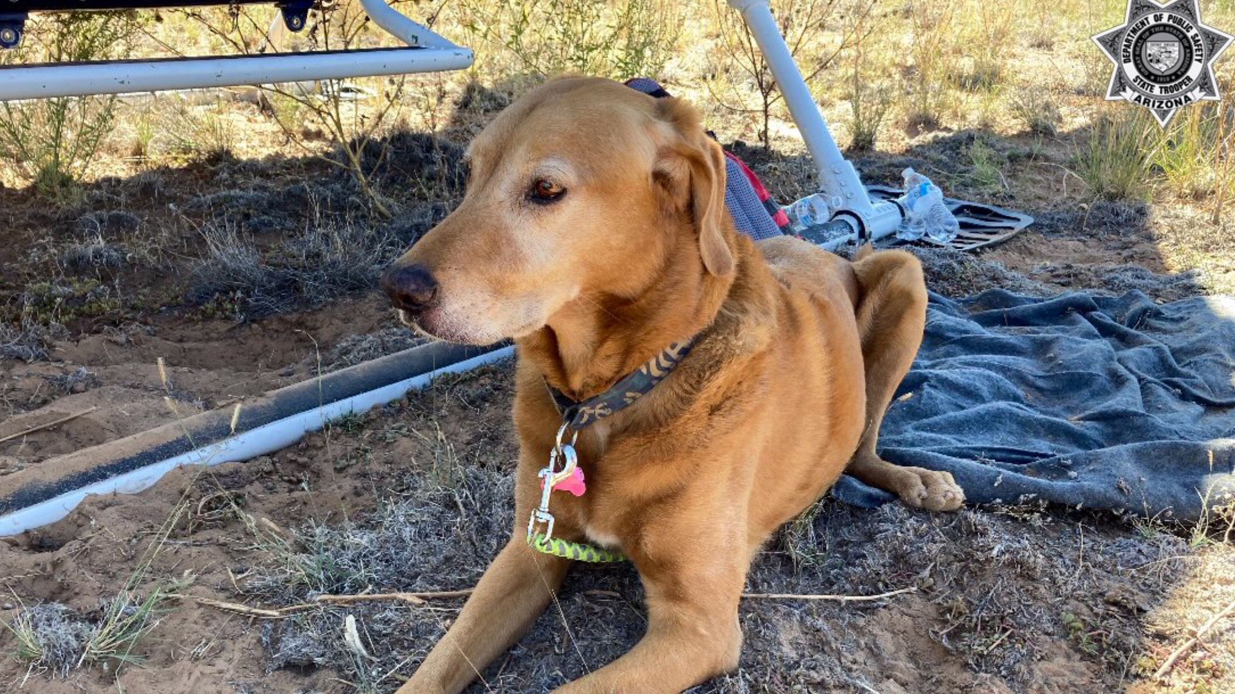 Собака змогла вижити в авіакатастрофі та повернутися до сім'ї: деталі історії - Pets Собака змогла вижити в авіакатастрофі та повернутися до сім'ї: деталі історії - Pets