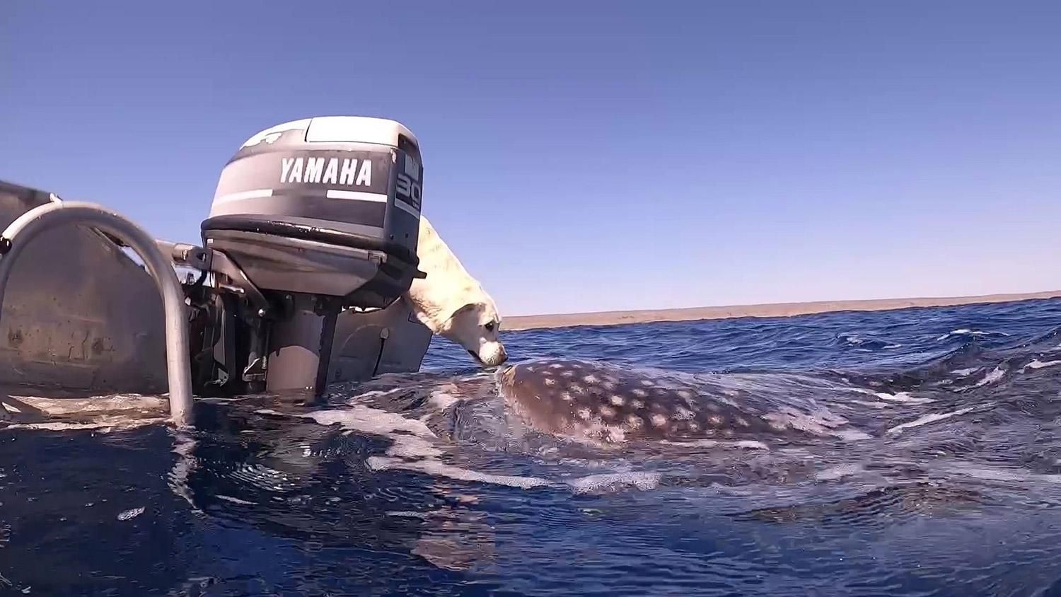 Як лабрадор поцілував акулу: дайверка зняла неймовірне відео - Pets