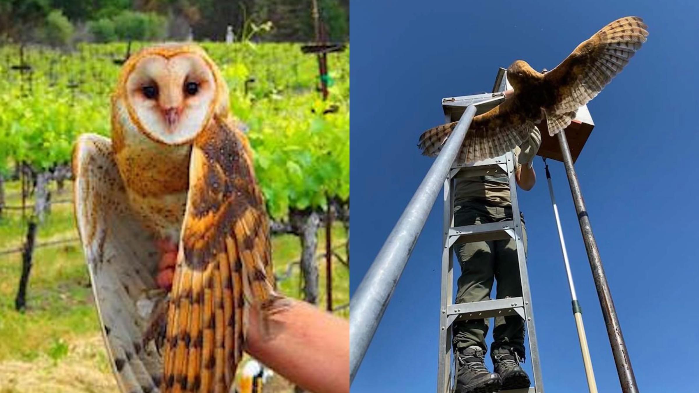 Як у США сови захищають виноградники від шкідників: дієвий метод - Pets Як у США сови захищають виноградники від шкідників: дієвий метод - Pets