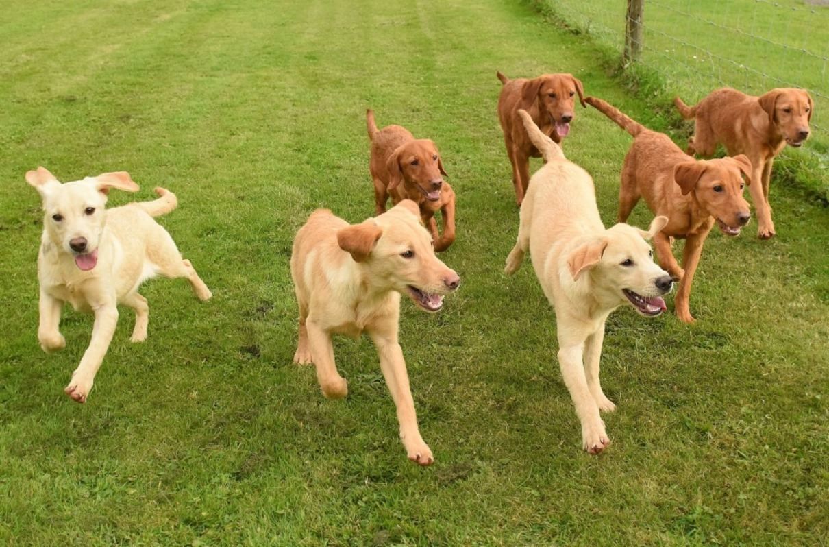 8 покинутим у кущах лабрадорам знайшли новий дім: неймовірна історія - Pets 8 покинутим у кущах лабрадорам знайшли новий дім: неймовірна історія - Pets