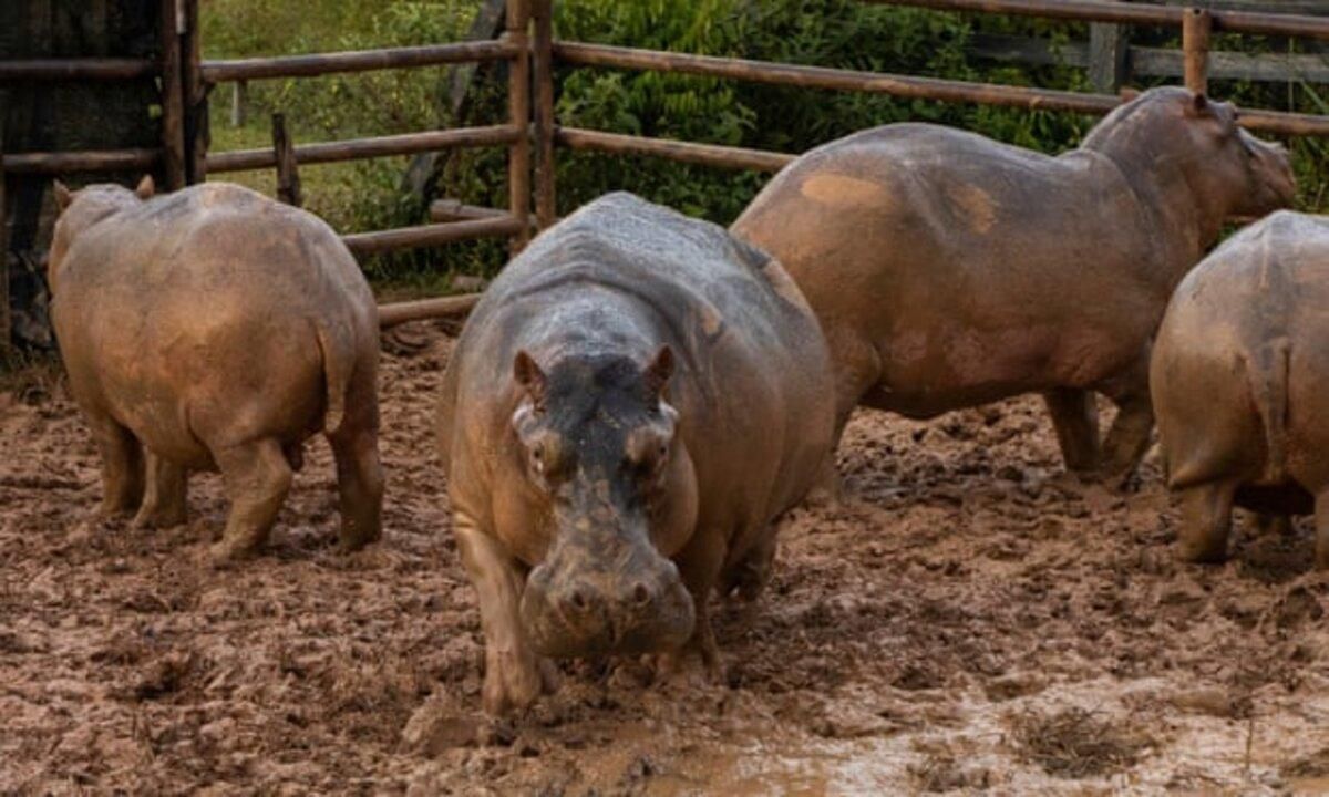Зоопарк Ескобара: навіщо стерилізують стадо "кокаїнових" бегемотів - Pets