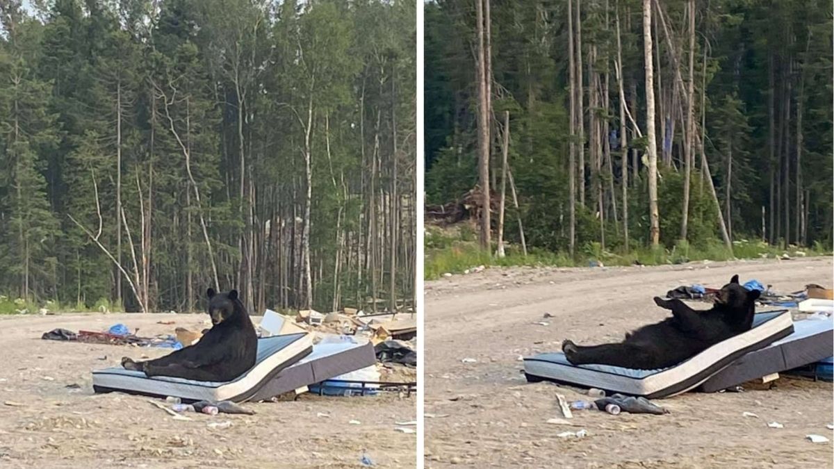 Ведмідь знайшов на смітнику матрас і добряче відпочив: кумедні фото - Pets Ведмідь знайшов на смітнику матрас і добряче відпочив: кумедні фото - Pets