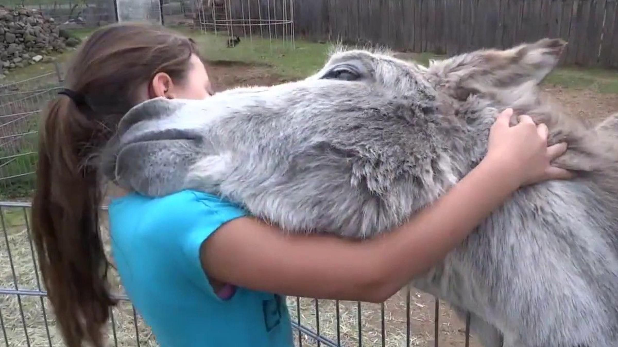 Ослик всегда обнимает девочку при встрече: трогательное видео крепкой дружбы - Pets