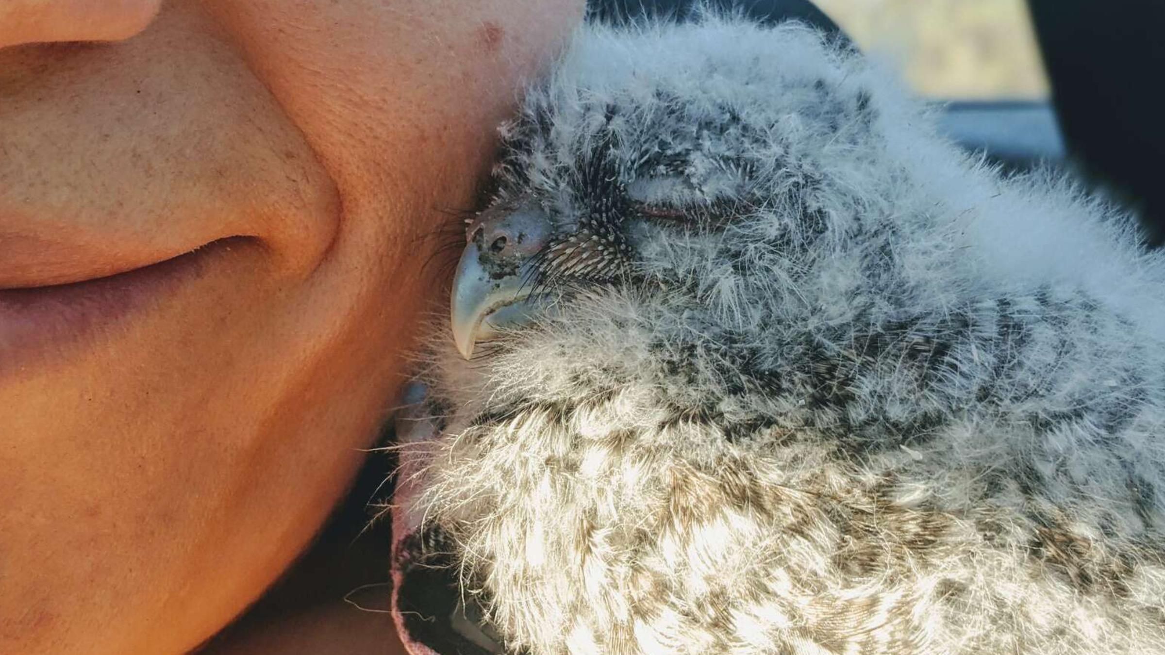 Вылез из коробки и притиснулся к щеке: женщина смогла спасти крошечного совенка - Pets Вылез из коробки и притиснулся к щеке: женщина смогла спасти крошечного совенка - Pets