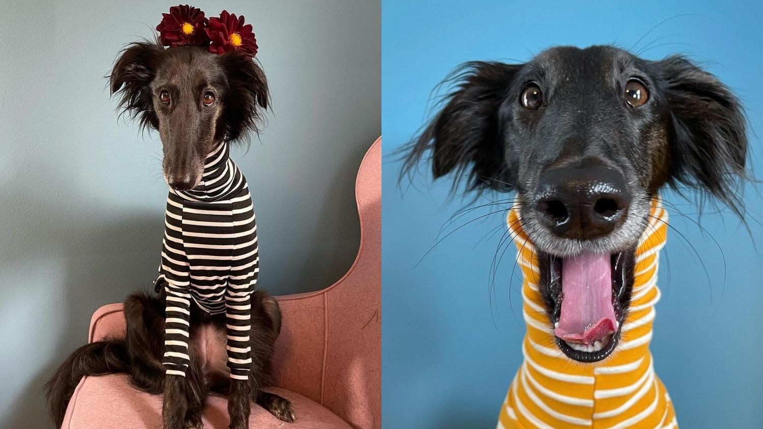 Платок на длинной шее или стильный гольф: хозяйка показывает впечатляющие наряды своей собаки - Pets Платок на длинной шее или стильный гольф: хозяйка показывает впечатляющие наряды своей собаки - Pets