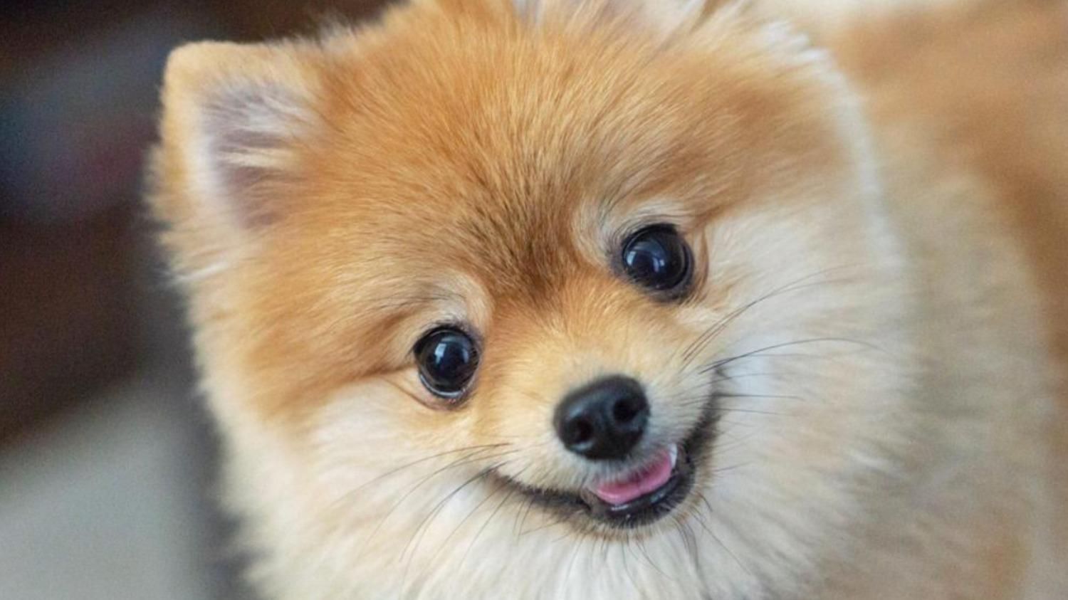 Шпиц с тремя лапками спас хозяина, который начал тонуть: что сделала собака - Pets Шпиц с тремя лапками спас хозяина, который начал тонуть: что сделала собака - Pets