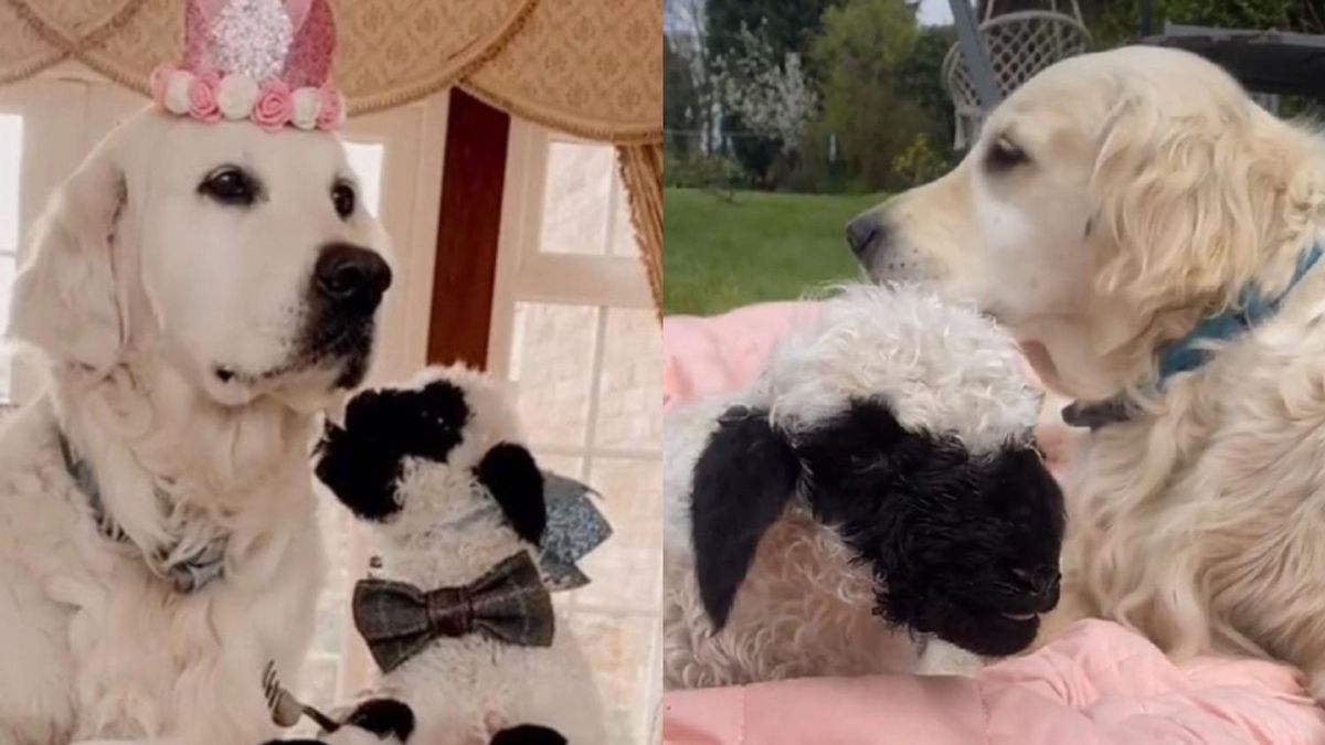 Піклується та заміняє маму: як собака виховує маленьку вівцю – миле відео - Pets