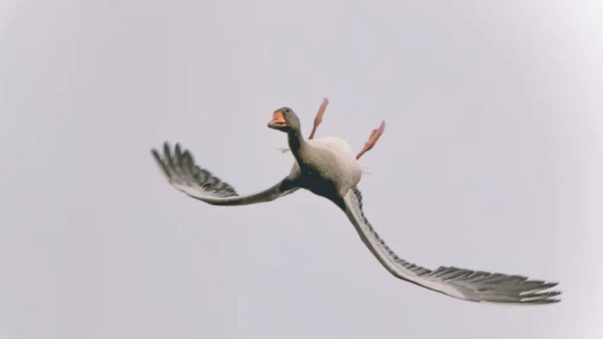 Чому дикі гуси можуть літати догори дригом: цікаве пояснення вчених - Pets