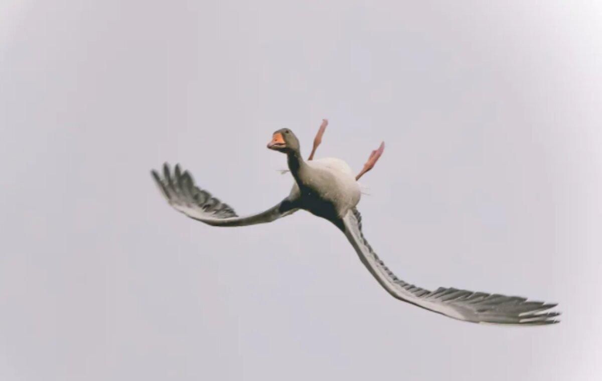 Почему дикие гуси могут летать вверх ногами: интересное объяснение ученых - Pets