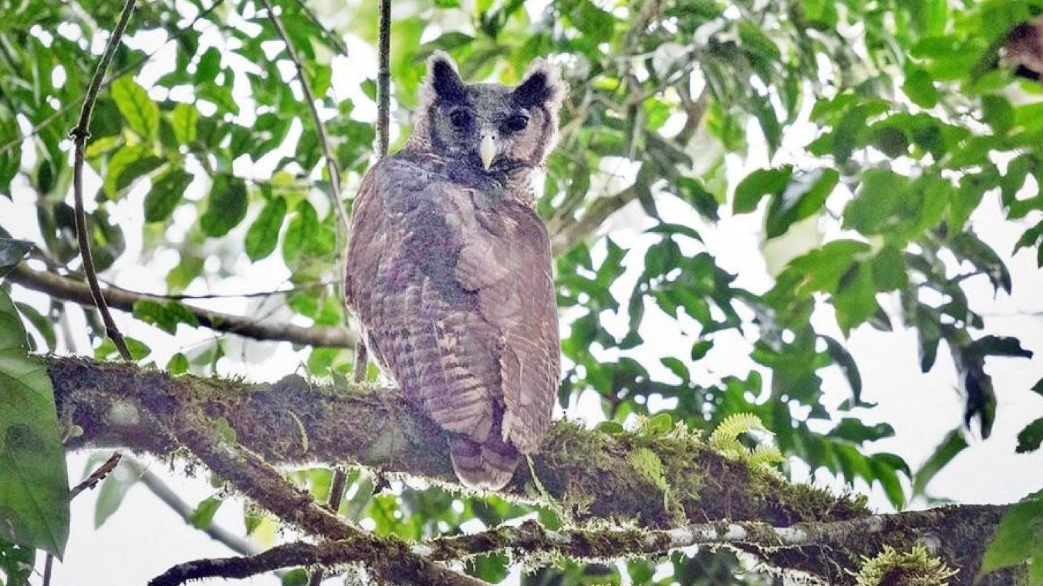 Одна з найбільших у світі сов: науковці зробили рідкісний кадр смугастого пугача - Pets Одна з найбільших у світі сов: науковці зробили рідкісний кадр смугастого пугача - Pets