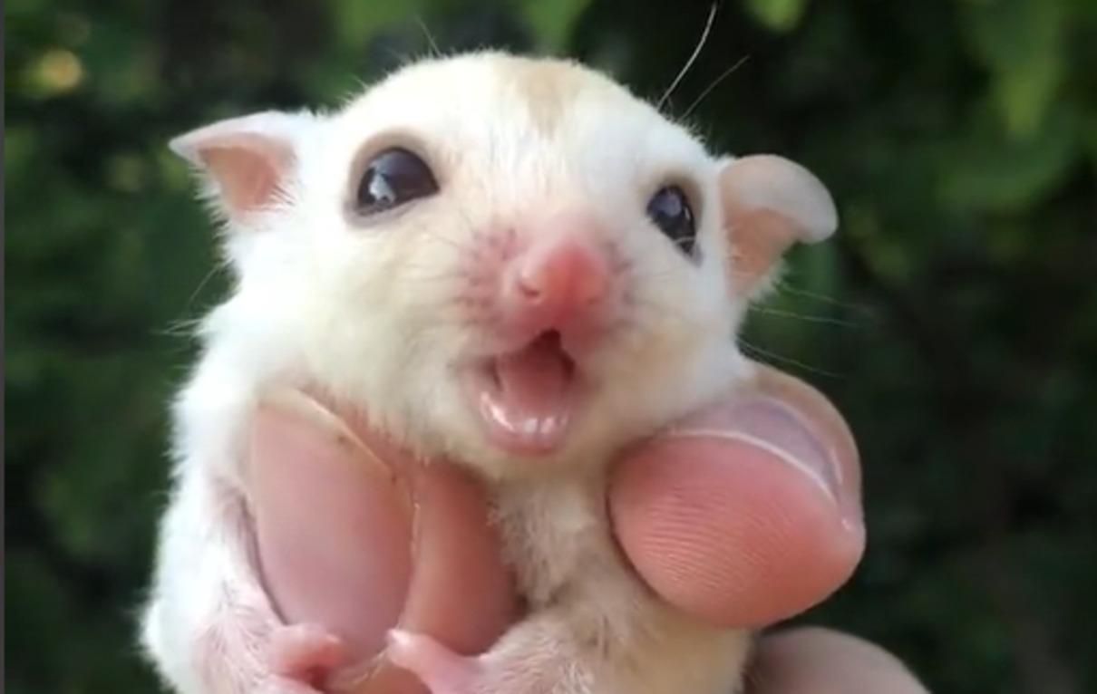 Відео дня: домашня білка-летяга кумедно пищить - Pets Відео дня: домашня білка-летяга кумедно пищить - Pets