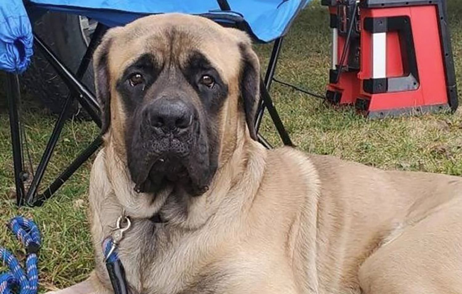 Пожежник врятував мастифа, від якого захотіли відмовитися власники - Pets Пожежник врятував мастифа, від якого захотіли відмовитися власники - Pets