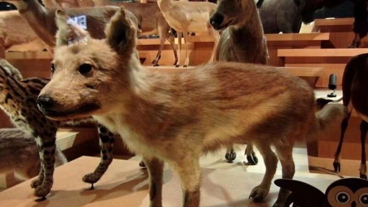 Вчені розповіли, від якої тварини пішли усі собаки світу: цікаве пояснення - Pets Вчені розповіли, від якої тварини пішли усі собаки світу: цікаве пояснення - Pets