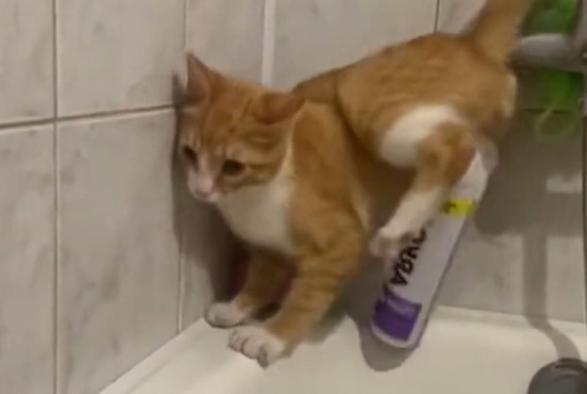 Котик не хотів впасти у ванну і показав дива еквілібристики: епічне відео - Pets
