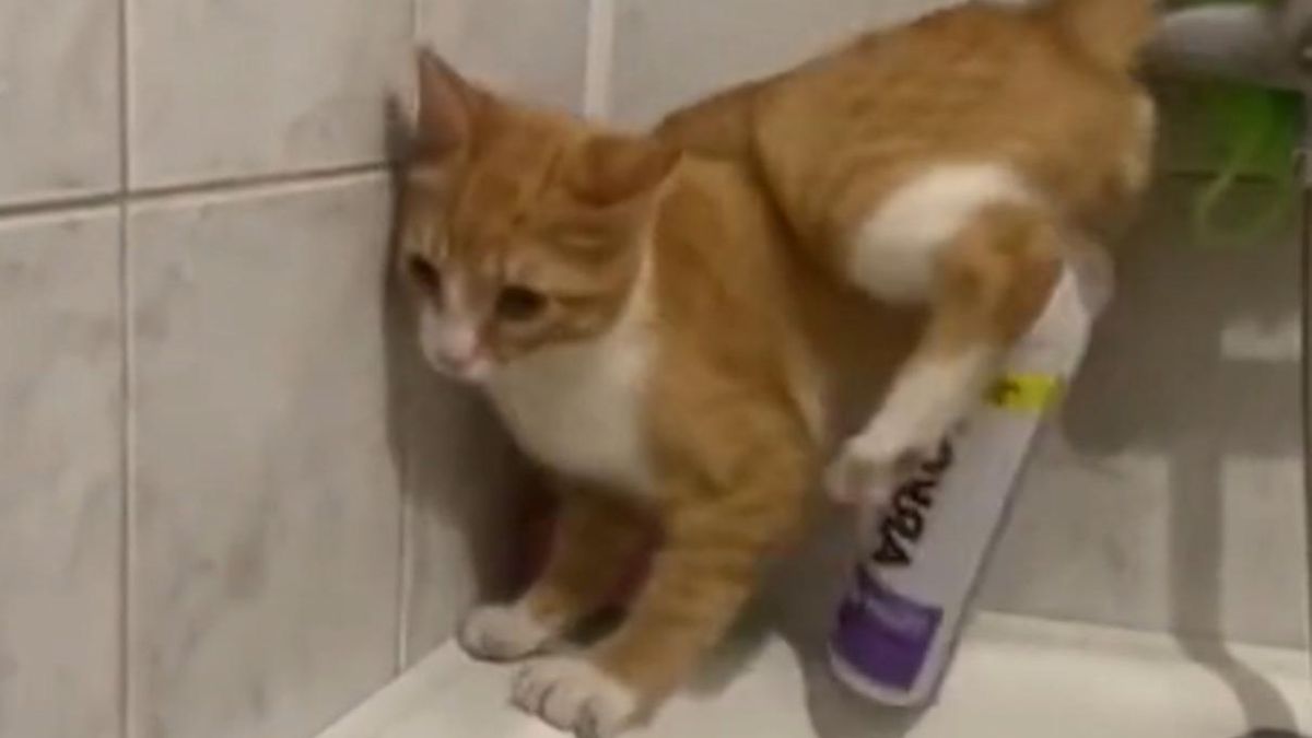 Котик не хотел упасть в ванну и показал чудеса эквилибристики: эпическое видео - Pets