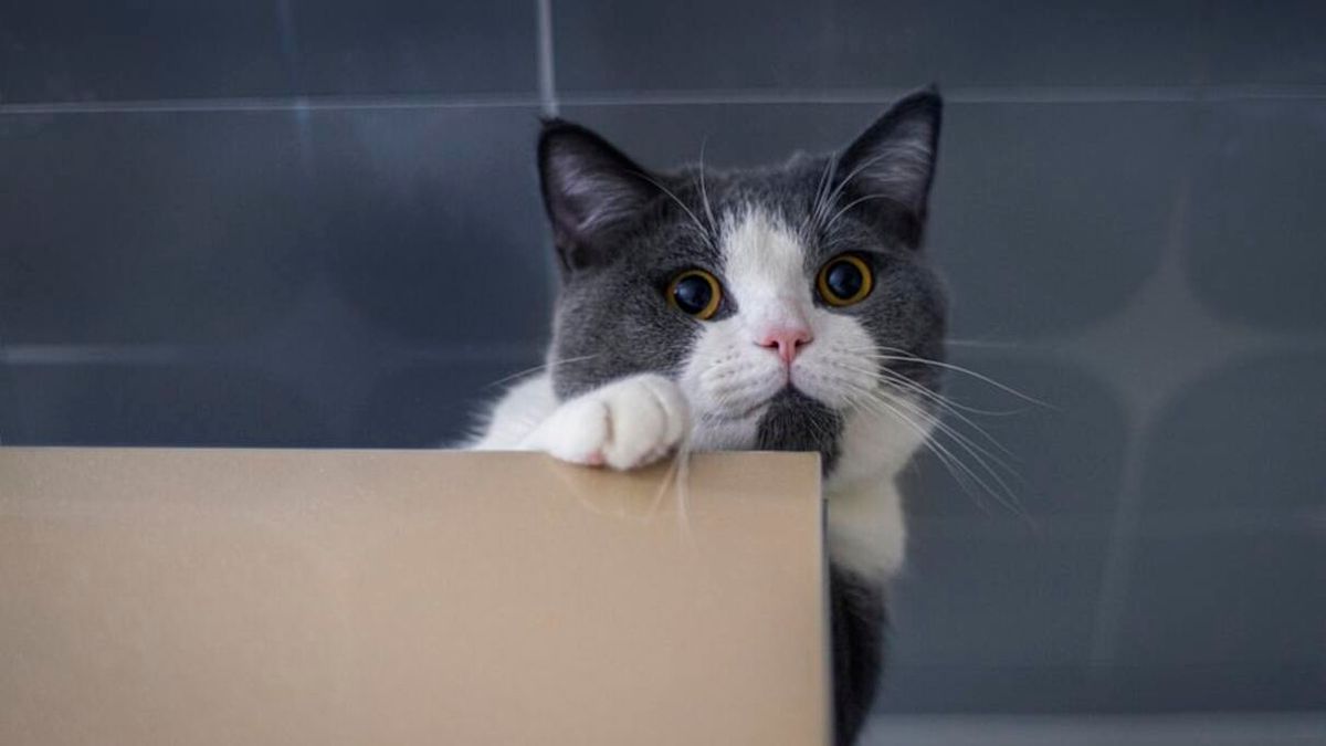Чому коти люблять ховатися і коли це свідчить про стрес - Pets