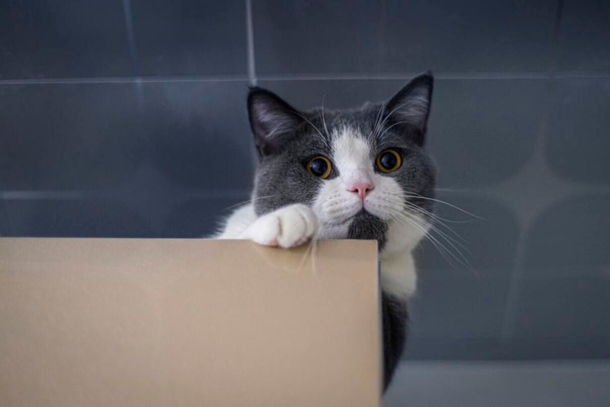 Чому коти люблять ховатися і коли це свідчить про стрес - Pets Чому коти люблять ховатися і коли це свідчить про стрес - Pets