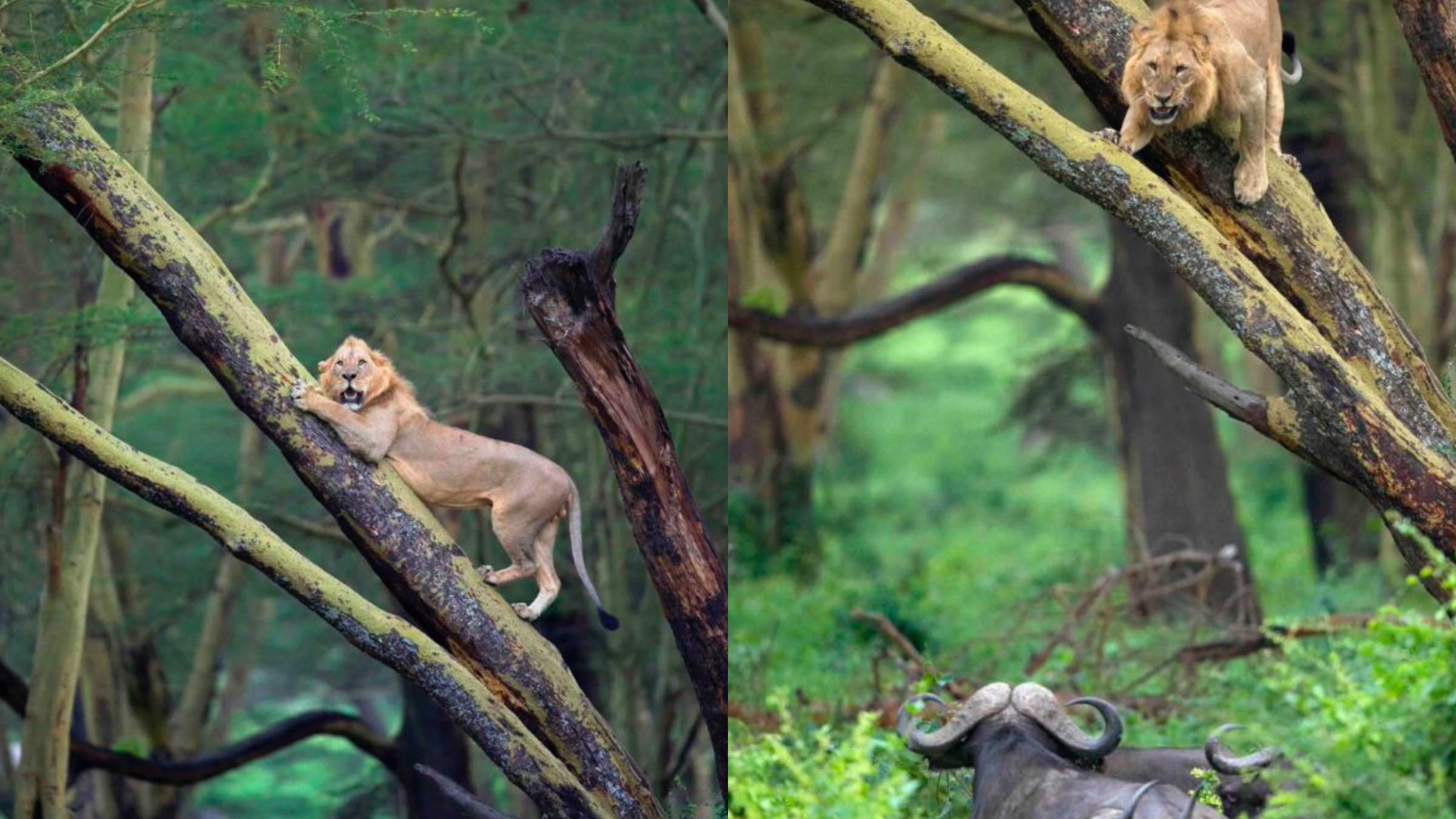Чому лев намагався заховатися від буйволів на дереві: вражаючі кадри хижака - Pets