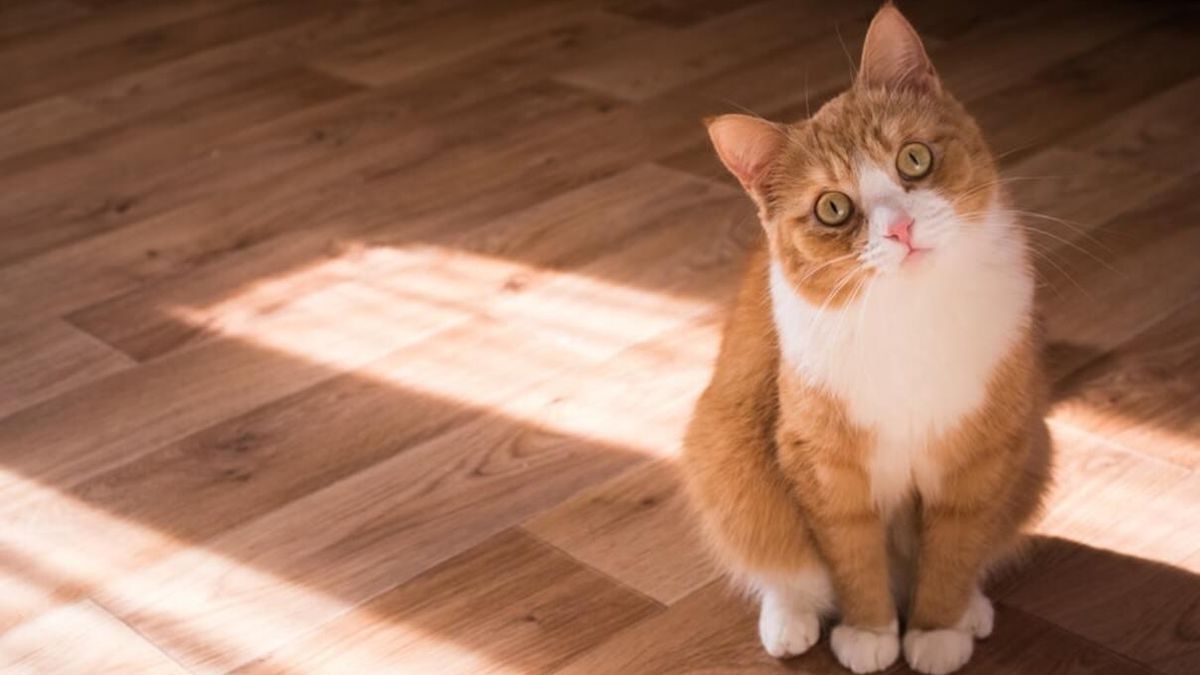 Кот ходит за хозяином повсюду: свидетельствует ли это только о любви - Pets