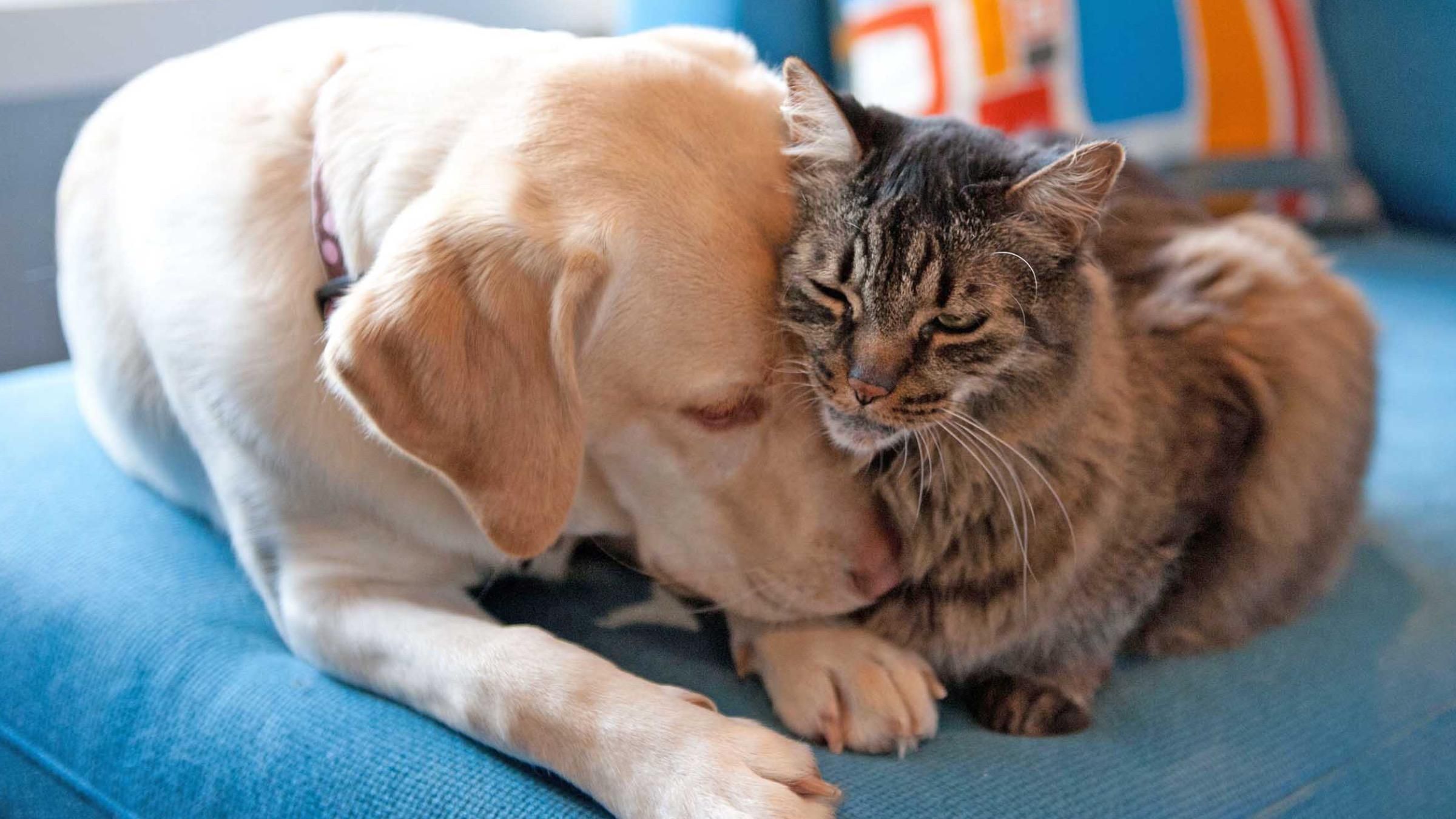 Заборона на продаж та дресирування у цирку: "історичний" закон щодо захисту тварин у Франції - Pets Заборона на продаж та дресирування у цирку: "історичний" закон щодо захисту тварин у Франції - Pets