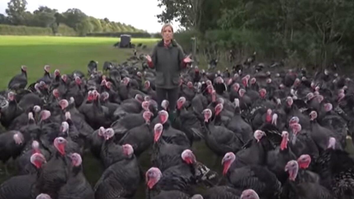 Індик дзьобнув журналістку, вона зойкнула, а десятки птахів відповіли: неймовірно веселе відео - Pets