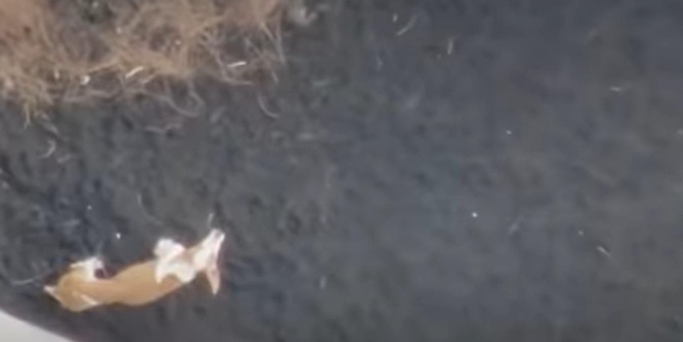 На Канарах спасли 4 собак, которые месяц пробыли в плену лавы - Pets На Канарах спасли 4 собак, которые месяц пробыли в плену лавы - Pets