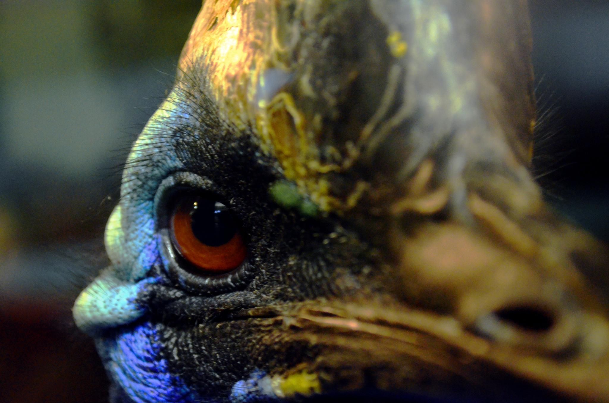 9 животных, которые выглядят как хэллоуинские декорации: фото удивительных существ 9 животных, которые выглядят как хэллоуинские декорации: фото удивительных существ